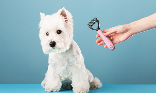 공지사항이미지1