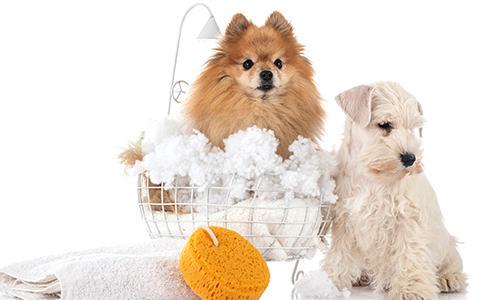 공지사항이미지1