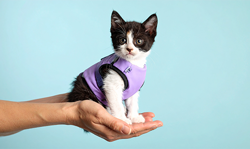 공지사항이미지2