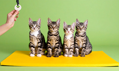 공지사항이미지3