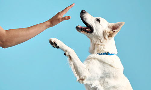 공지사항이미지2